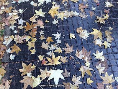 Bienvenido Sr. Otoño