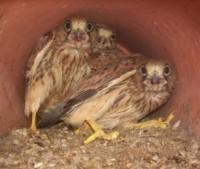 Andalucía cuenta con 5.000 parejas reproductoras de cernícalo primilla Andalucía cuenta con 5.000 parejas reproductoras de cernícalo primilla