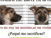 Muchas veces ellos pagan nuestra irresponsabilidad inconsciencia