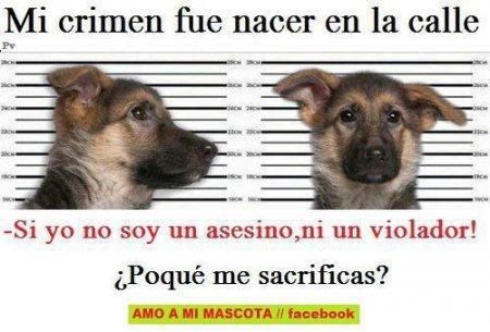 Muchas veces ellos pagan por nuestra irresponsabilidad e inconsciencia