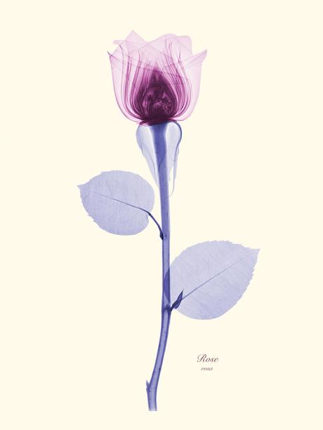 Brendan Fitzpatrick – Flores vistas con rayos X