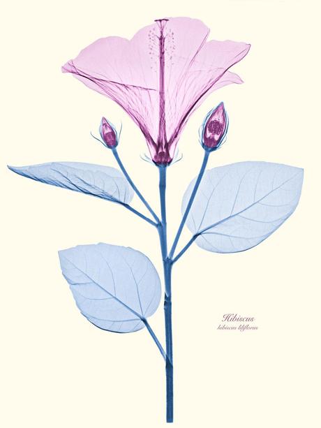 Brendan Fitzpatrick – Flores vistas con rayos X