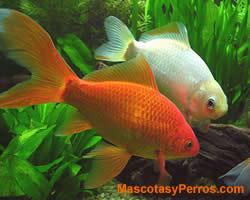 fotos Carassius Auratus o Cometas