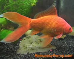 fotos Carassius Auratus o Cometas