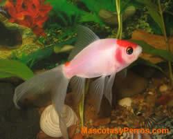 fotos Carassius Auratus o Cometas