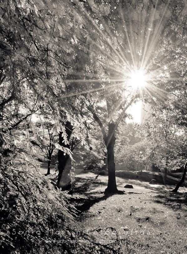 Peticiones del oyente: Como fotografiar los rayos del sol