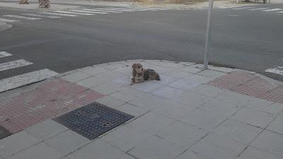 LO ABADONARON Y NO SE MUEVE DE AHÍ, NI LLOVIENDO!!! ACOGIDA O ADOPCIÓN. (SEVILLA)