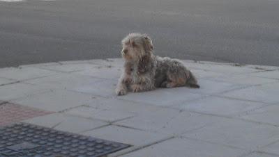 LO ABADONARON Y NO SE MUEVE DE AHÍ, NI LLOVIENDO!!! ACOGIDA O ADOPCIÓN. (SEVILLA)