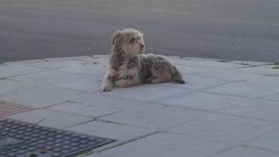 LO ABADONARON Y NO SE MUEVE DE AHÍ, NI LLOVIENDO!!! ACOGIDA O ADOPCIÓN. (SEVILLA)