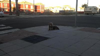 LO ABADONARON Y NO SE MUEVE DE AHÍ, NI LLOVIENDO!!! ACOGIDA O ADOPCIÓN. (SEVILLA)