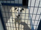 Zeus, galgo perrera Benito (Badajoz)