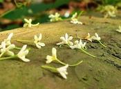 flores fragancias, Magnífica Obsesión