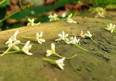Las flores y fragancias, una Magnífica Obsesión