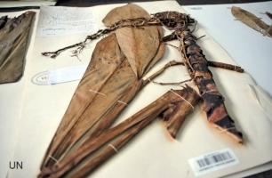 Colombia Descubre Cuatro Nuevas Especies de Plantas