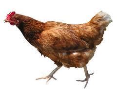 El vuelo de las gallinas El vuelo de las gallinas