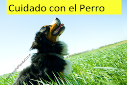 Cuidado Con El Perro