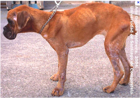 En Europa hay 2.5 millones de perros con Leishmaniosis
