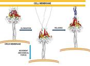 primeros pasos unión virus membrana celular