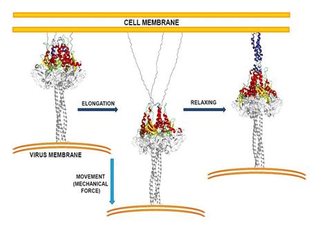 Los primeros pasos de la unión de un virus a la membrana celular