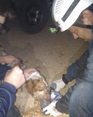 Imagen del perro el pasado sábado, cuando fue rescatado.