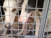 Otra asentamiento galgueros sevilla urgenteeeeeeeeee