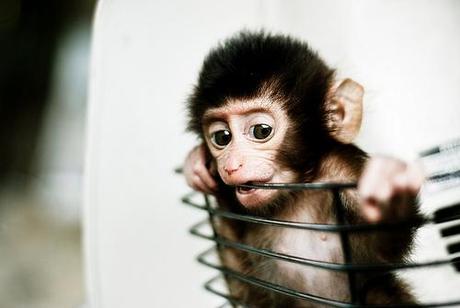Bebés y monos tienen en común mismo patrón de comunicación gestual