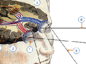 Memoria felicidad ejercitando cerebro