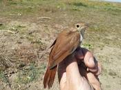 Primeros migrantes cosas interesantes...