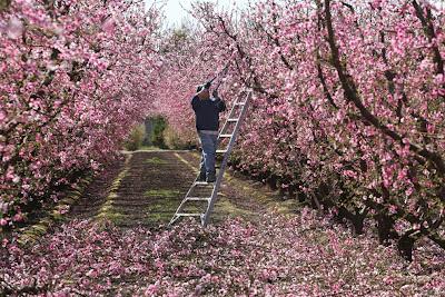 Llegó la primavera