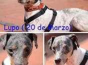 Novedades Lupo