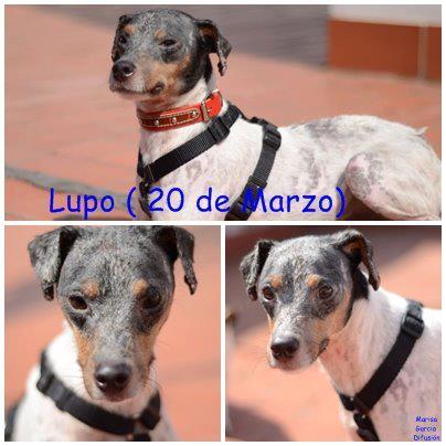 Novedades de Lupo