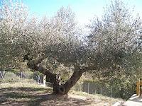 Objetivos de la poda