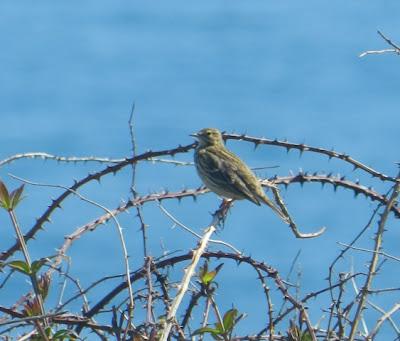 Concentración de bisbitas