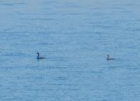 Concentración de bisbitas