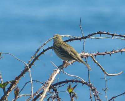Concentración de bisbitas