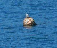 Concentración de bisbitas