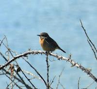 Concentración de bisbitas