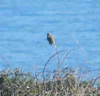 Concentración de bisbitas