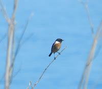 Concentración de bisbitas