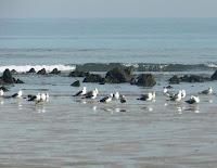 Concentración de bisbitas