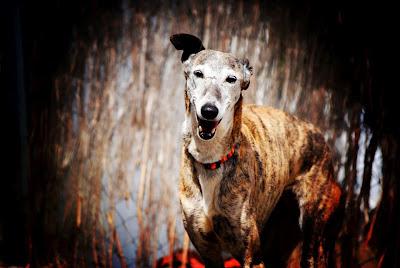 Una abuelita que merece una oportunidad - AXLA Madrid