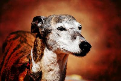 Una abuelita que merece una oportunidad - AXLA Madrid