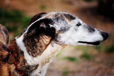 Una abuelita que merece una oportunidad - AXLA Madrid