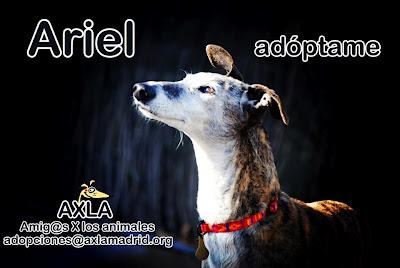 Una abuelita que merece una oportunidad - AXLA Madrid