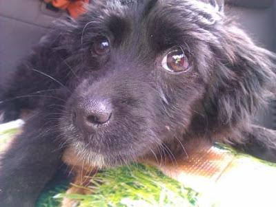YAKI, cachorro de 3 meses y medio atropellado, necesita hogar¡¡¡ (Murcia)