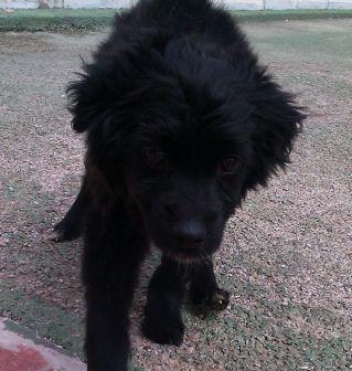 YAKI, cachorro de 3 meses y medio atropellado, necesita hogar¡¡¡ (Murcia)