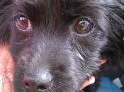 YAKI, cachorro meses medio atropellado, necesita hogar¡¡¡ (Murcia)