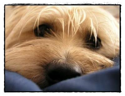 Mundo perro