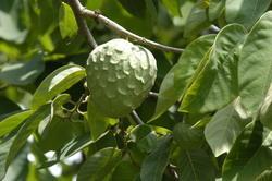 Agricultura ecológica, neocolonialismo y chirimoyas.