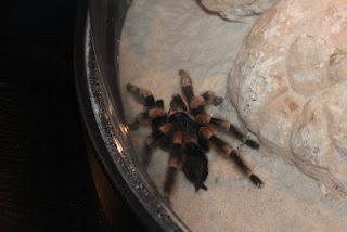 Primavera = ocio al aire libre